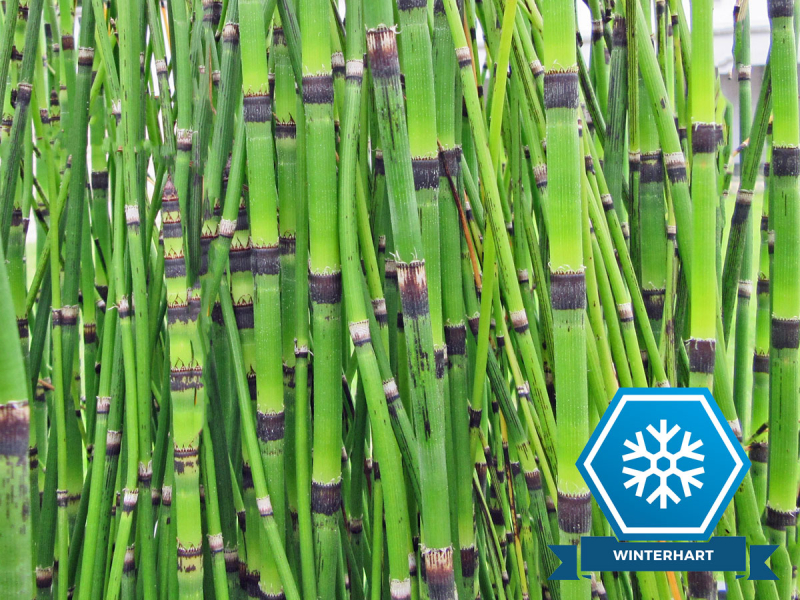 Preview: Winterschachtelhalm - Equisetum hyemale